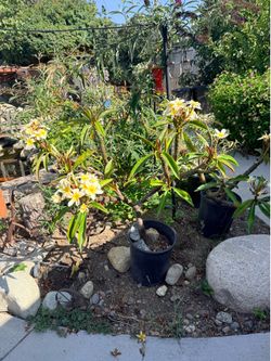 Yellow plumeria