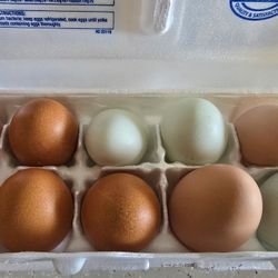 Fresh Backyard Chicken Eggs
