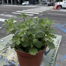 Mexican Mint And Succulents Plants 