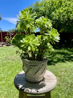 Small Aeoniums and portucalaria