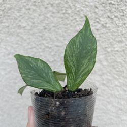 Hoya Polyneura Broget Plant