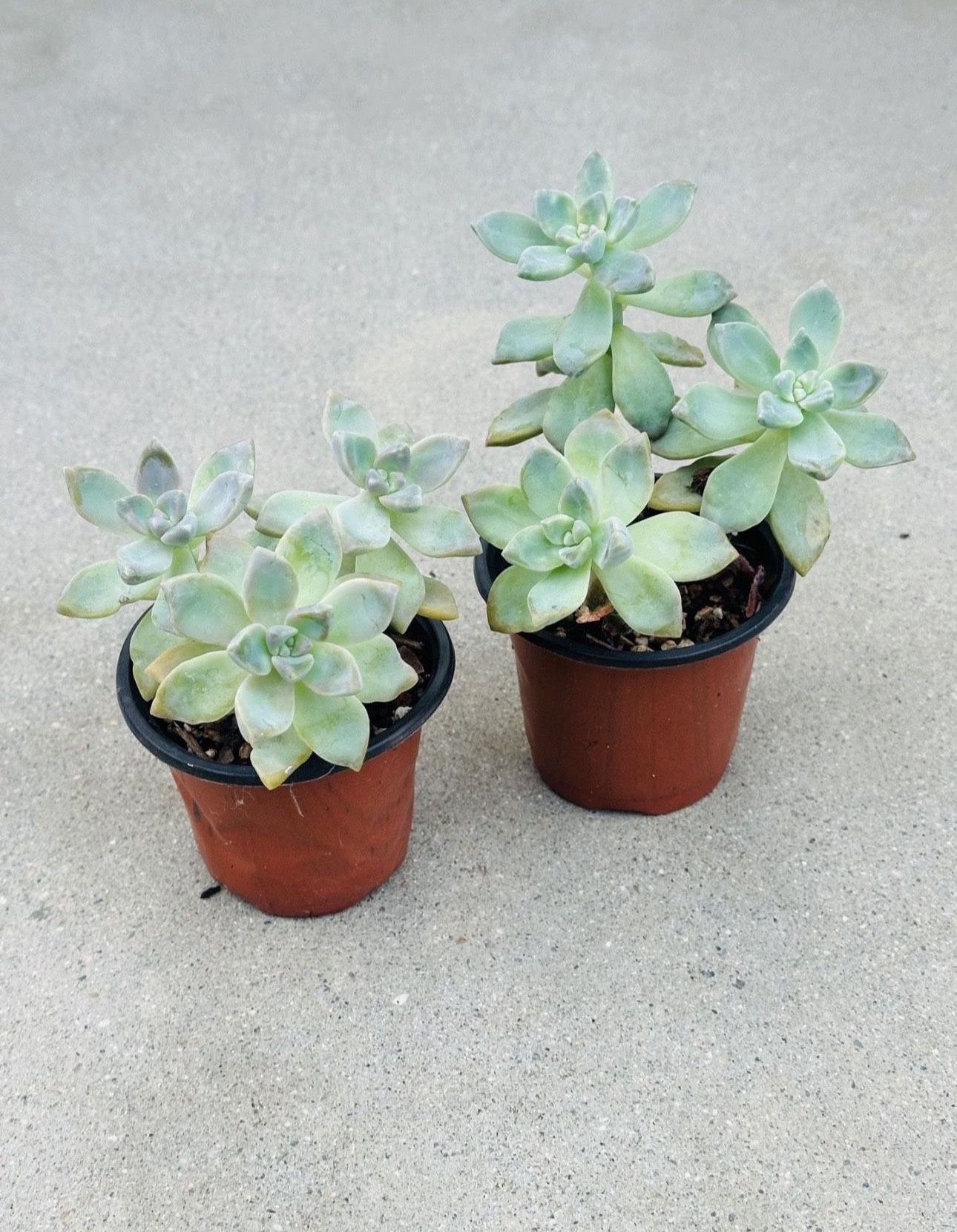 Succulents plants 🪴(2 for $5)