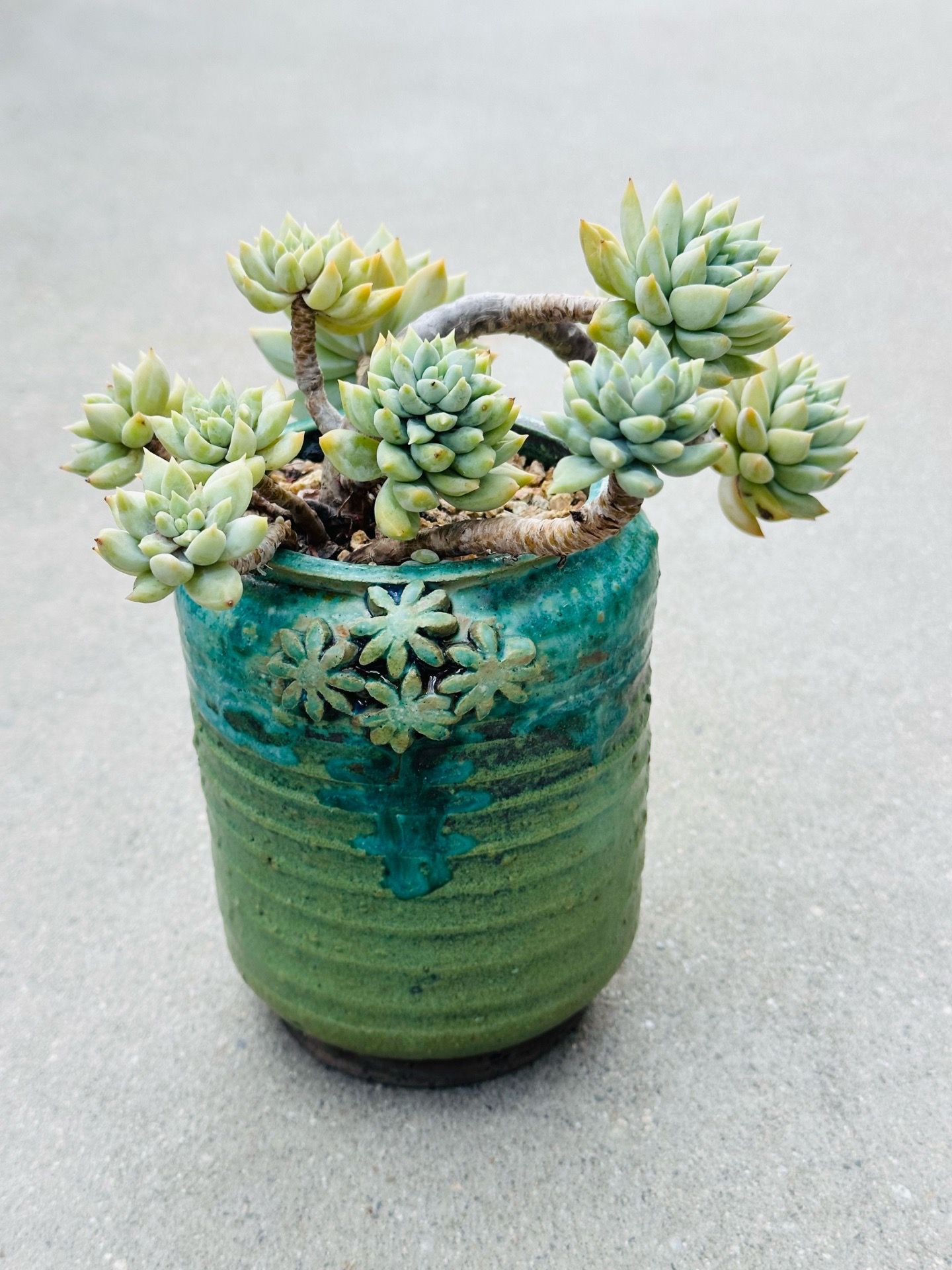 Succulents plants 🪴