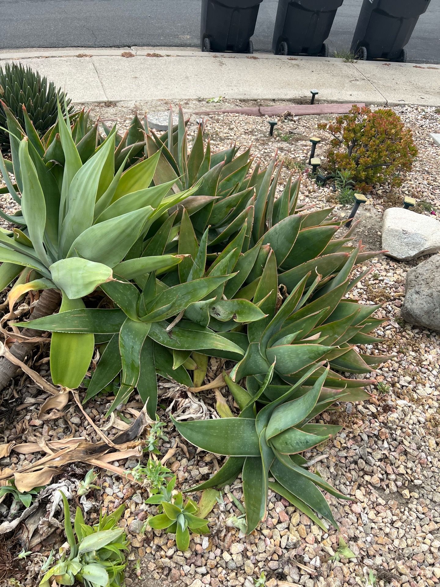 Large beautiful Succulent Plants