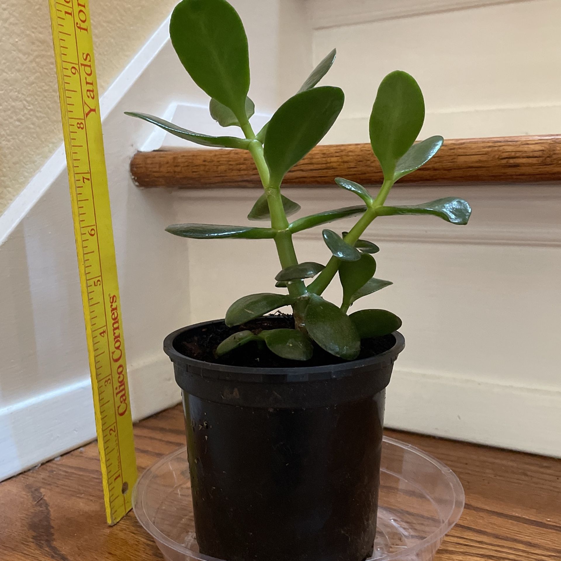 Jade plant 