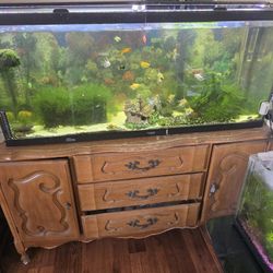 Fish Tank / Aquarium 