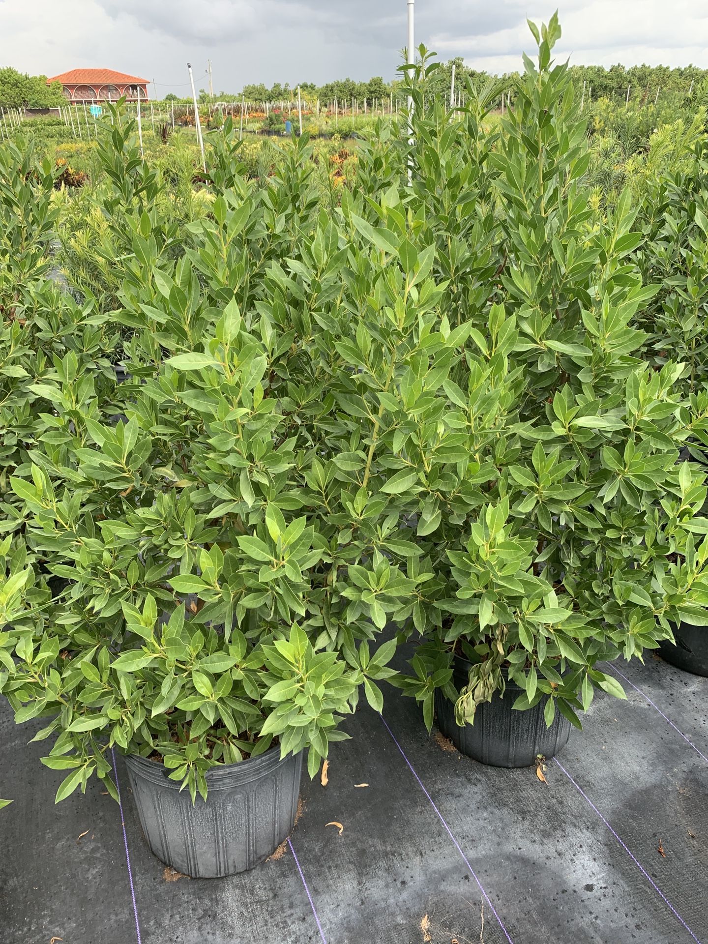Green buttonwood 7g for Sale in Homestead, FL OfferUp