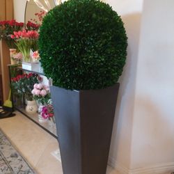 Preserved Boxwood Topiary 23"