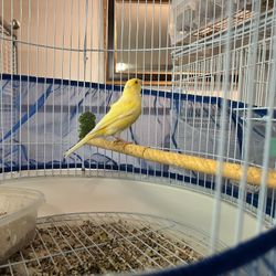 Birds Cages