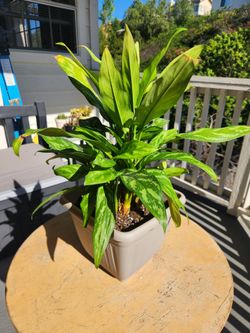 Chinese Evergreen for sale