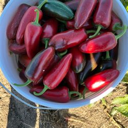 Chile Jalapeño Organico 