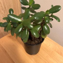 Money Tree House Plant. Sammamish, Beaver Lake 