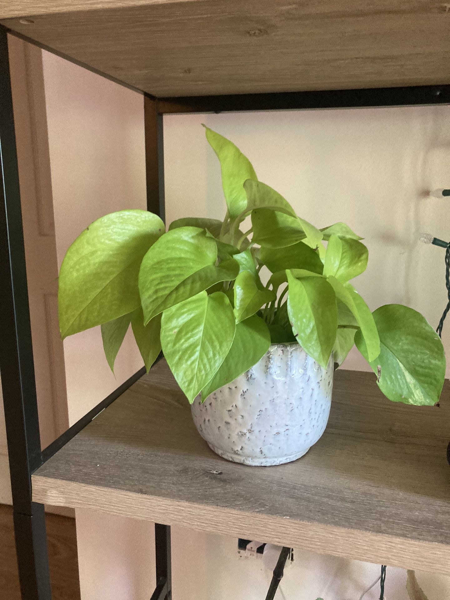 Neon Pothos In Decorative Pot
