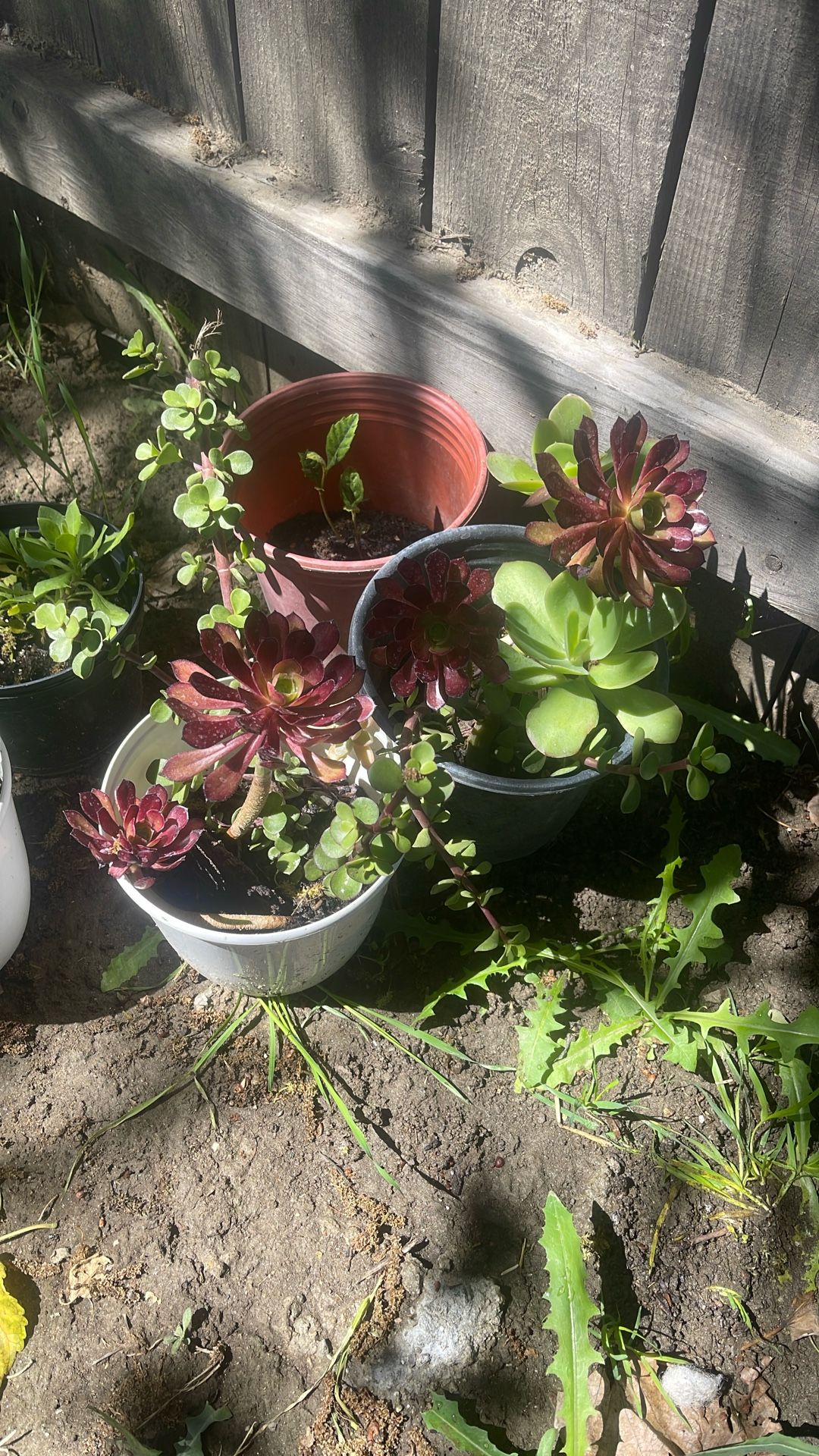 Small Pots