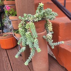 Burro's Tail,  Calico Kitten plants