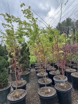 Sango Kaku Japanese Maples