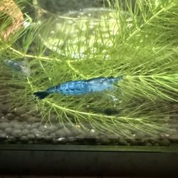 Blue dream shrimp plants 