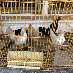 Kikirikis For Sale 