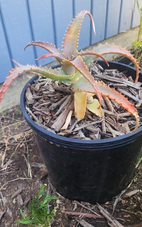 Medium- Aloe vera is a succulent plant species of the genus Aloe.