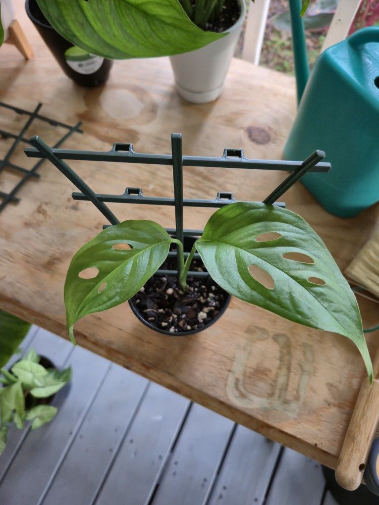 Monstera Adansonii Narrow Form Leaf Plant 
