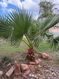 Palm tree ***Free***
