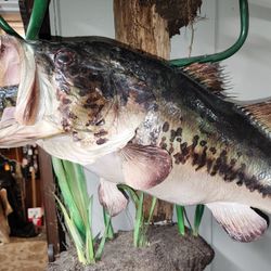 28" Largemouth Bass,14#,  $234.
