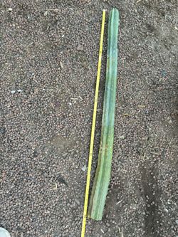 4ft San Pedro Cactus 🌵 Cutting, Large San Pedro Cutting Ready To Plant 