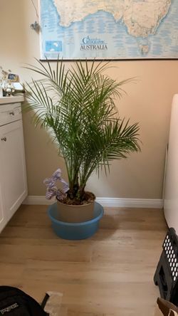 5 gallon Pygmy date palm