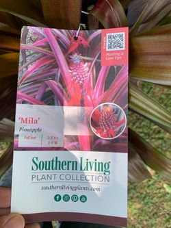 Mila Pineapple plant