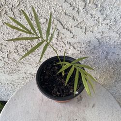 4 Inch Pot Succulent Plant- Parlor Palm - Chamaedorea Elegans - Live Indoor Outdoor Plant - Rooted & Established - Drought Resistant - 🪴 