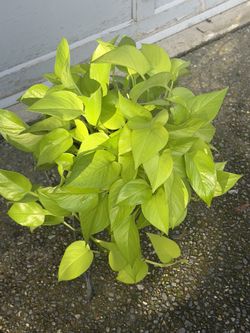 Neon Pothos