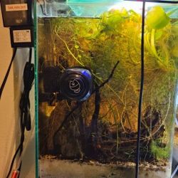 FISH TANK - 5 gal & 2 Gal