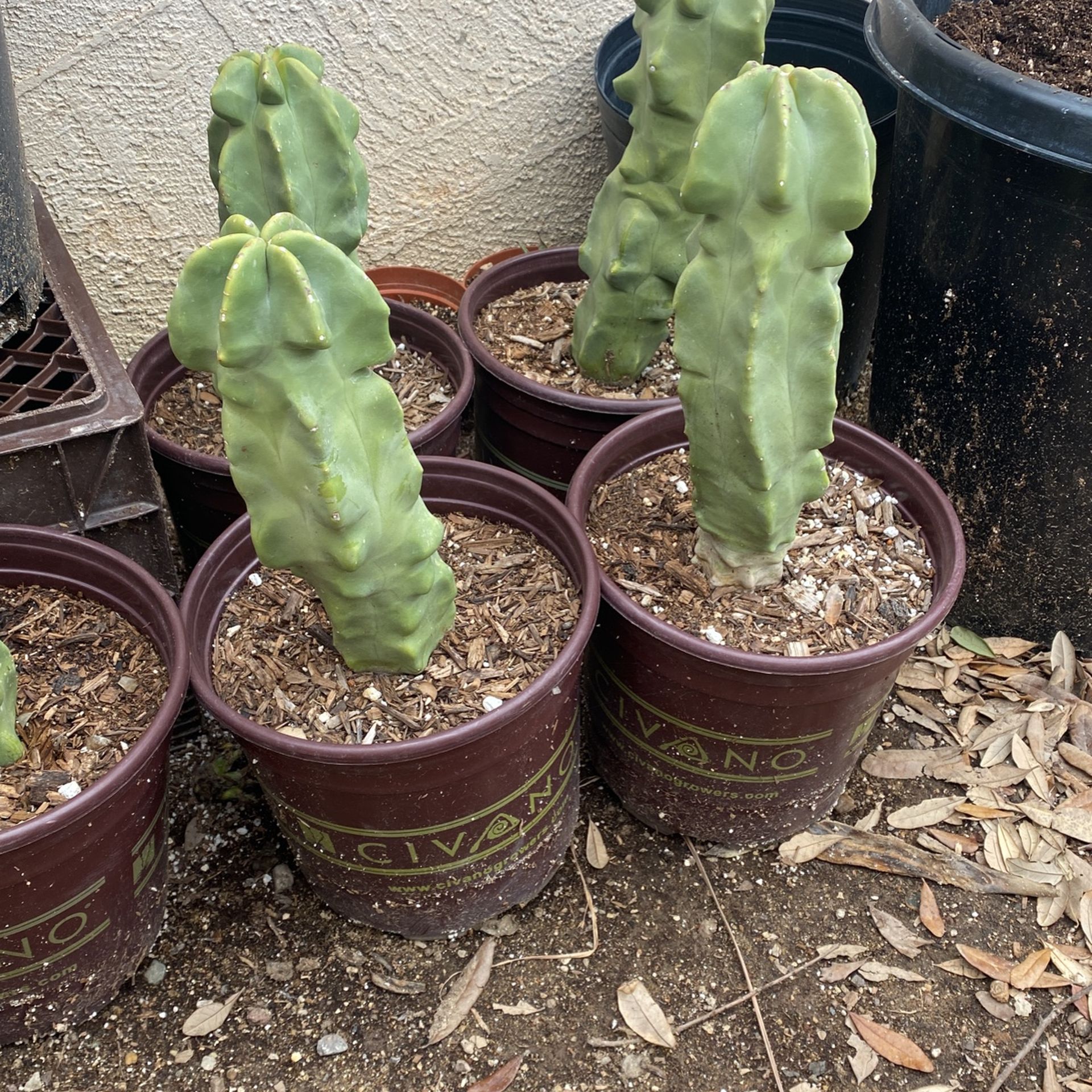 Totem Pole Cactus for Sale in Surprise, AZ OfferUp