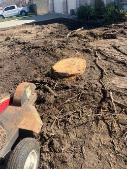 Palm- Stump