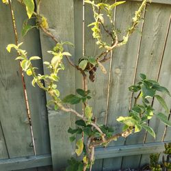 Rare Color Trumpet Tree