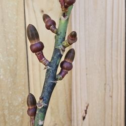 LIVE PLANT Grafted Pink Pseudobombax ellipticum - Shaving Brush Tree 2-3 ft tall