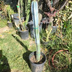 Blue Torch cactus plant