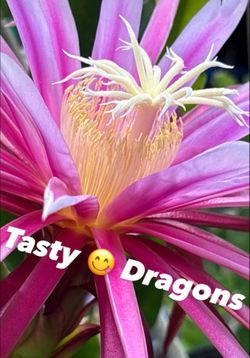 Rooted Rare Flower Dragon Fruit Plants from Tasty 😎 Dragons