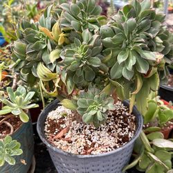 Crested Aeonium In A 2 Gallon Pot 