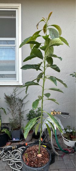 Young Avocado Tree