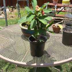 Plants