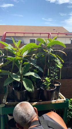 Planta de bisperos