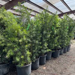 Prodocarpus 15 Gallon