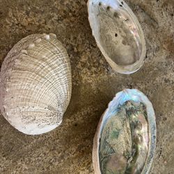 2 Large Abalone Shells, manmade heavy molded shell, check $$ for each 