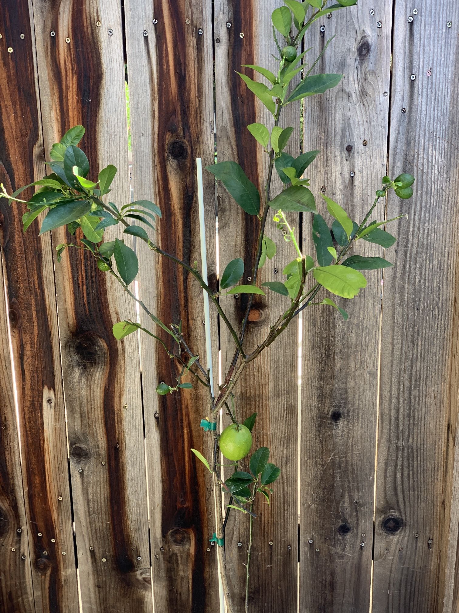 Organic Fruiting New Zealand Lemonade Citrus Fruit Tree 5 Gallon Nursery Pot Around 5 FT Tall