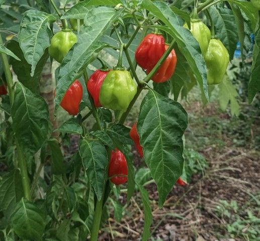 10 Habanero Red Hot Peppers
