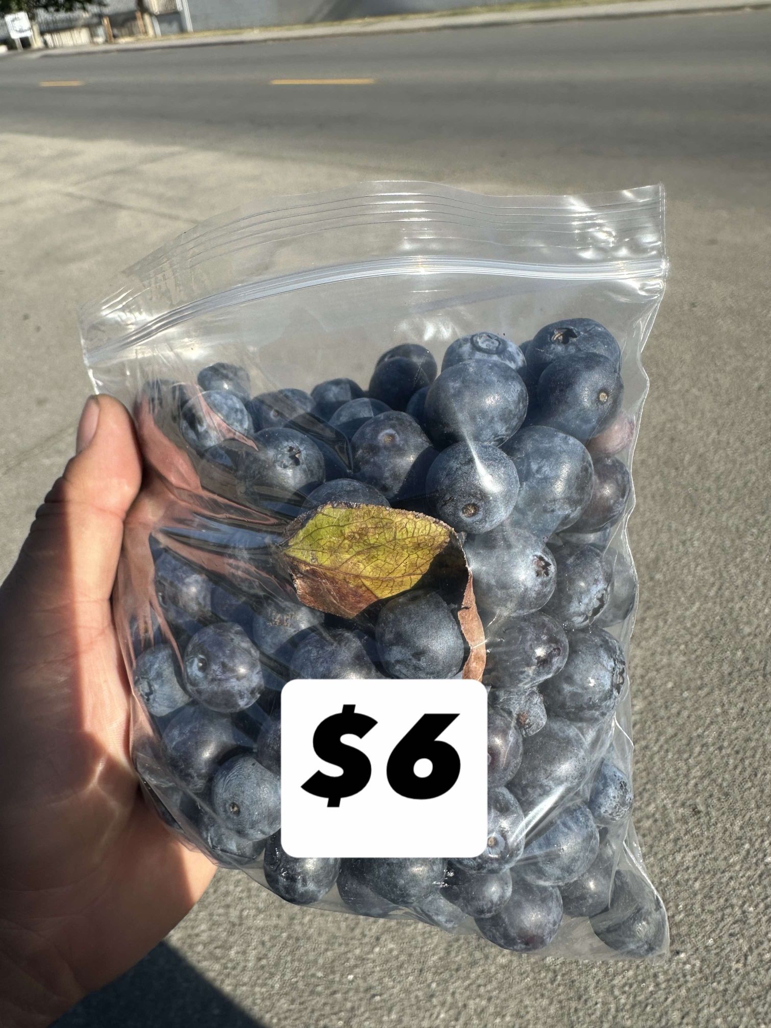 Blue Berries Bags