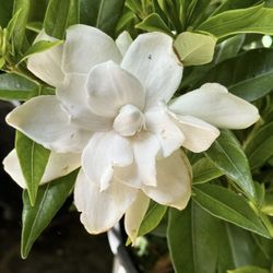 Gardenia Plant 