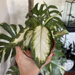 dieffenbachia House Plant 