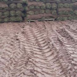 Fresh Sod
